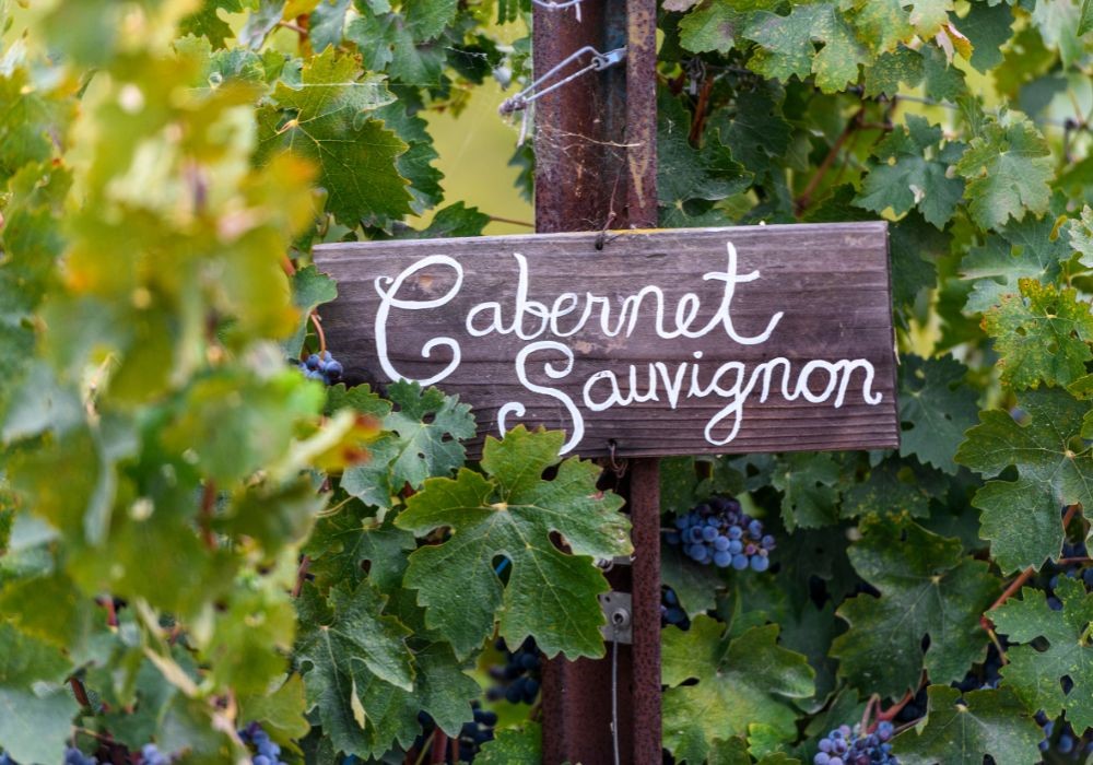 Cabernet Sauvignon Il vitigno più coltivato al mondo Cantine Ravazzi